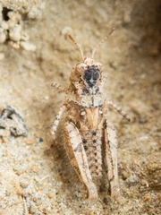 Acrotylus