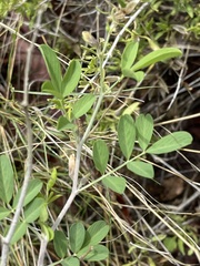 Tephrosia limpopoensis