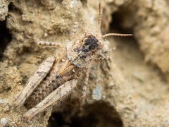 Acrotylus
