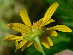 Euryops chrysanthemoides