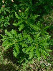 Euryops chrysanthemoides