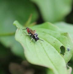 Macrophya punctumalbum