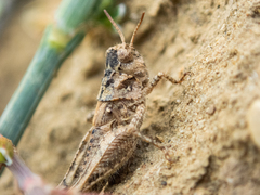 Acrotylus