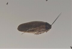 Blaberidae