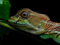Basiliscus galeritus