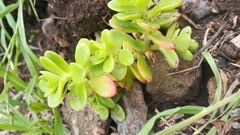 Sedum kimnachii
