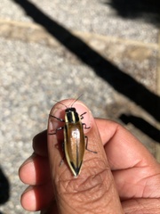 Epistomentis pictus