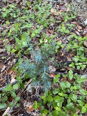 Juniperus ashei