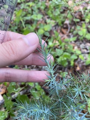 Juniperus ashei