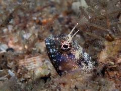 Emblemaria pandionis