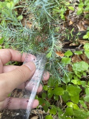 Juniperus ashei