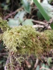 Amblystegium serpens