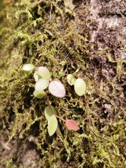 Peperomia rotundifolia