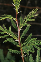 Mimosoideae