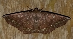 Synnomos firmamentaria