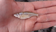Notropis braytoni
