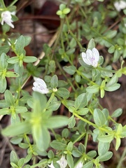 Justicia rhodesiana