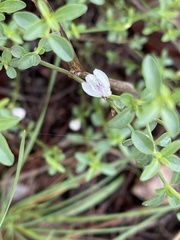 Justicia rhodesiana