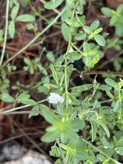 Justicia rhodesiana