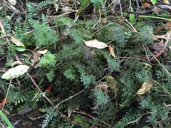 Hymenophyllum flexuosum