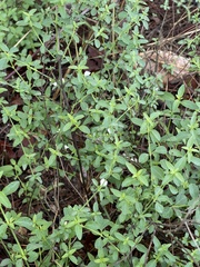 Justicia rhodesiana