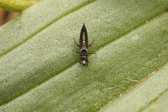 Phlaeothripidae