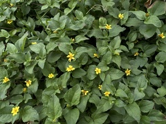 Synedrella nodiflora