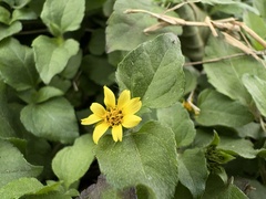 Synedrella nodiflora