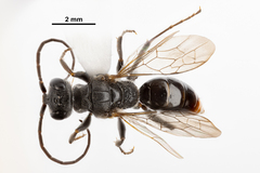 Dolichurus greenei