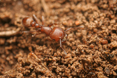 Tetramorium solidum