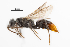 Dolichurus greenei