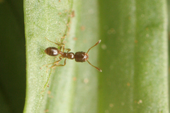 Monomorium