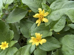 Synedrella nodiflora