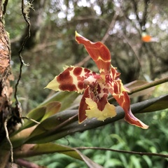 Oncidium luteopurpureum