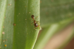 Monomorium
