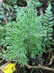 Hymenophyllum flexuosum
