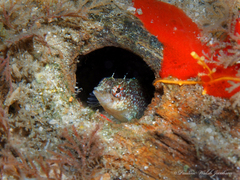 Malacoctenus macropus