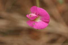 Tephrosia capensis