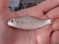 Carpiodes carpio
