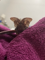 Otomops martiensseni