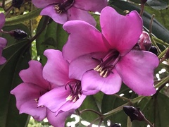 Meriania nobilis