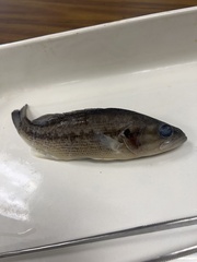 Micropterus punctulatus