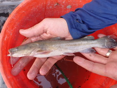 Pylodictis olivaris