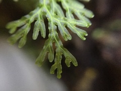 Hymenophyllum flexuosum