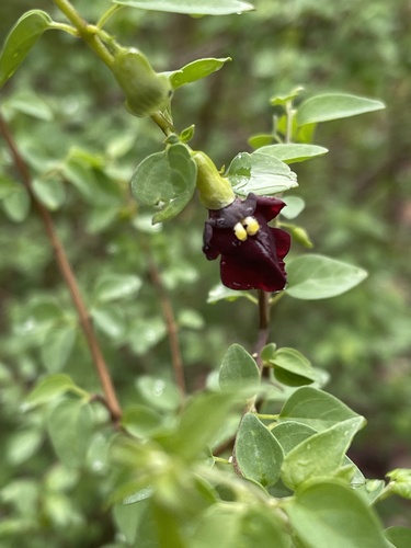 Tinnea rhodesiana S.Moore