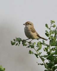 Lanius phoenicuroides
