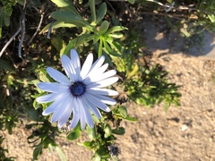 Dimorphotheca