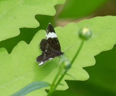 Trichodezia albovittata