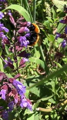 Bombus dahlbomii