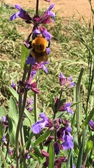 Bombus dahlbomii